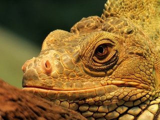 Обои взгляд, ящерица, голова, рептилия, игуана, look, lizard, head, reptile, iguana разрешение 2048x1365 Загрузить