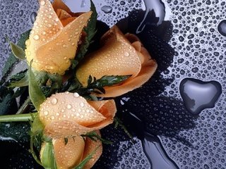 Обои цветы, бутоны, капли, розы, лепестки, желтые, капли воды, flowers, buds, drops, roses, petals, yellow, water drops разрешение 1920x1080 Загрузить