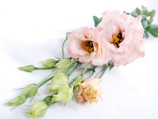 Обои цветы, бутоны, букет, эустома, flowers, buds, bouquet, eustoma разрешение 3456x2314 Загрузить