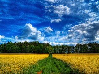 Обои небо, дорога, облака, лес, поле, the sky, road, clouds, forest, field разрешение 1920x1080 Загрузить