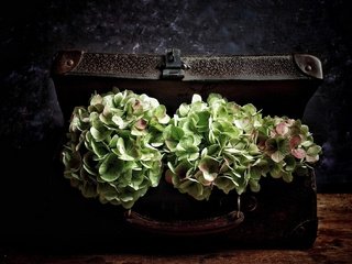 Обои цветы, винтаж, чемодан, гортензия, букеты, flowers, vintage, suitcase, hydrangea, bouquets разрешение 2048x1339 Загрузить