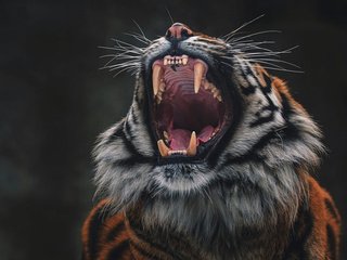 Обои тигр, морда, кошка, язык, tiger, face, cat, language разрешение 1920x1200 Загрузить