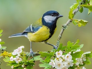 Обои ветка, цветение, птица, цветки, синица, боярышник, branch, flowering, bird, flowers, tit, hawthorn разрешение 2048x1312 Загрузить