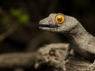 Обои tailed gecko, strophurus spinigerus, soft spiny разрешение 2048x1140 Загрузить