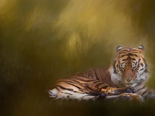 Обои тигр, текстура, фон, кошка, обработка, дикая кошка, tiger, texture, background, cat, treatment, wild cat разрешение 1920x1080 Загрузить