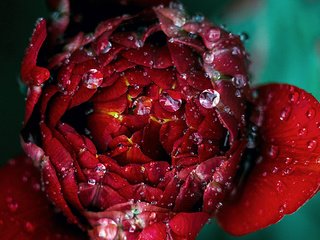 Обои роса, капли, роза, бутон, rosa, drops, rose, bud разрешение 2112x1188 Загрузить