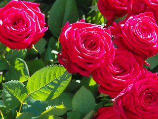 Обои цветы, бутоны, ветки, роза, лепестки, красный, flowers, buds, branches, rose, petals, red разрешение 2112x1188 Загрузить