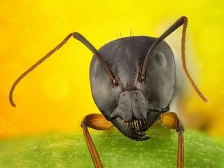 Обои макро, фон, муравей, macro, background, ant разрешение 2048x1256 Загрузить