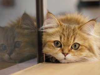 Обои отражение, кот, мордочка, кошка, взгляд, стекло, котейка, reflection, cat, muzzle, look, glass разрешение 2048x1361 Загрузить