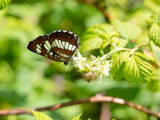 Обои природа, макро, насекомое, лето, бабочка, пеструшка таволговая, nature, macro, insect, summer, butterfly, lemming tamagawa разрешение 2196x1464 Загрузить