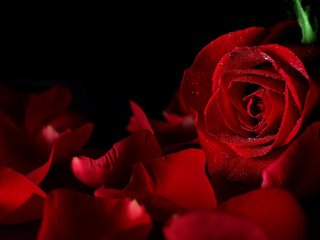 Обои роза, rose разрешение 5616x3744 Загрузить