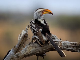 Обои национальный парк крюгера, southern yellow-billed hornbill, wild south africa, kruger national park разрешение 2112x1188 Загрузить