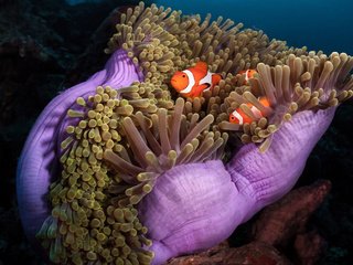 Обои море, амфиприоны, рыбы, океан, под водой, рыба, актинии, коралловые полипы, морские анемоны, рыбы-клоуны, sea, amphiprion, fish, the ocean, under water, sea anemones, coral polyps, clown fish разрешение 2112x1188 Загрузить