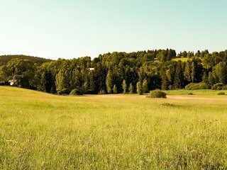 Обои деревья, лес, поле, trees, forest, field разрешение 3840x2118 Загрузить