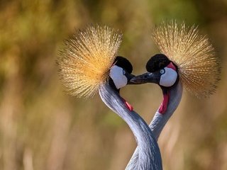 Обои птицы, клюв, шея, журавль, венценосный журавль, birds, beak, neck, crane, crowned crane разрешение 1920x1080 Загрузить