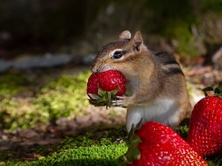 Обои клубника, ягоды, обед, бурундук, грызун, strawberry, berries, lunch, chipmunk, rodent разрешение 2000x1373 Загрузить