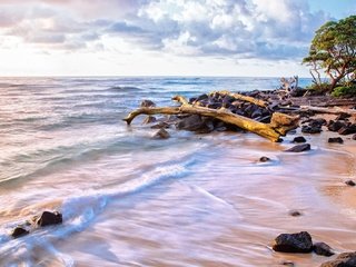 Обои небо, облака, деревья, вода, волны, песок, пляж, океан, the sky, clouds, trees, water, wave, sand, beach, the ocean разрешение 1920x1080 Загрузить