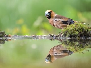 Обои вода, отражение, птица, клюв, мох, перья, дубонос, water, reflection, bird, beak, moss, feathers, grosbeak разрешение 1920x1280 Загрузить