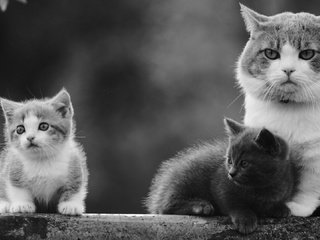 Обои кошка, чёрно-белое, котенок, кошки, малыши, котята, cat, black and white, kitty, cats, kids, kittens разрешение 1920x1080 Загрузить