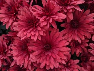 Обои цветы, лепестки, розовые, хризантемы, flowers, petals, pink, chrysanthemum разрешение 2560x1440 Загрузить