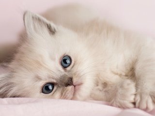 Обои кошка, котенок, белый, лапа, cat, kitty, white, paw разрешение 2560x1440 Загрузить