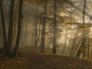 Обои деревья, norbert maier, восход, природа, лес, листья, пейзаж, солнечные лучи, солнечный свет, trees, sunrise, nature, forest, leaves, landscape, the sun's rays, sunlight разрешение 1920x1080 Загрузить