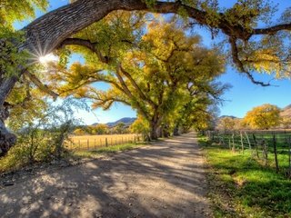 Обои дорога, деревья, солнце, лес, лучи, осень, забор, грунтовая, road, trees, the sun, forest, rays, autumn, the fence разрешение 1920x1080 Загрузить