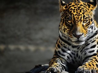 Обои морда, лапы, взгляд, леопард, большая кошка, ягуар, дикая природа, face, paws, look, leopard, big cat, jaguar, wildlife разрешение 1920x1080 Загрузить