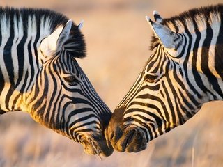 Обои зебра, африка, зебры, zebra, africa разрешение 1920x1080 Загрузить