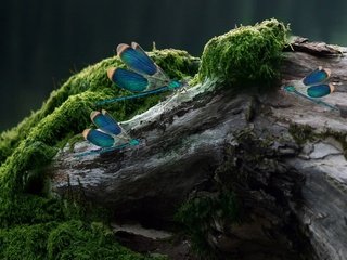 Обои крылья, насекомые, камень, стрекоза, мох, пень, стрекозы, wings, insects, stone, dragonfly, moss, stump, dragonflies разрешение 3750x3000 Загрузить