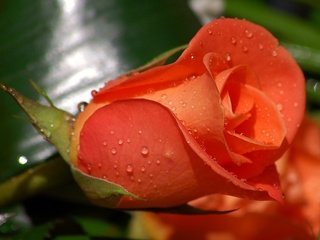 Обои цветы, роса, капли, роза, лепестки, бутон, flowers, rosa, drops, rose, petals, bud разрешение 1920x1200 Загрузить