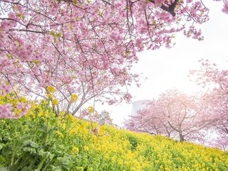 Обои цветы, цветение, парк, весна, сакура, flowers, flowering, park, spring, sakura разрешение 4000x2250 Загрузить