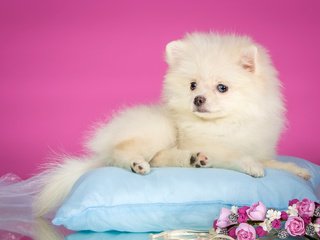 Обои цветы, белый, щенок, венок, подушка, шпиц, шпиц белый, flowers, white, puppy, wreath, pillow, spitz разрешение 3000x1815 Загрузить