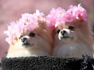 Обои сакура, милые, шпиц, венки, sakura, cute, spitz, wreaths разрешение 2560x1440 Загрузить