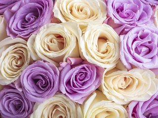 Обои цветы, бутоны, фон, розы, лепестки, flowers, buds, background, roses, petals разрешение 5184x3456 Загрузить