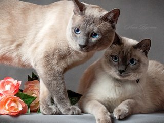 Обои цветы, кот, коты, пара, кошки, тайский кот, тайская кошка, flowers, cat, cats, pair разрешение 1920x1080 Загрузить