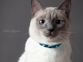 Обои глаза, кот, кошка, серый фон, тайский кот, тайская кошка, eyes, cat, grey background разрешение 1920x1080 Загрузить