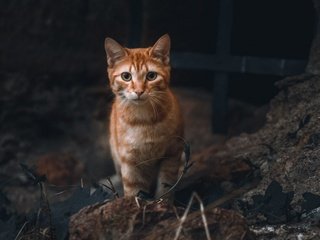 Обои кот, взгляд, животное, рыжий, питомец. cat, cat, look, animal, red разрешение 3840x2160 Загрузить