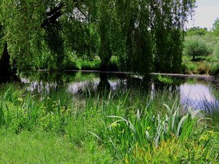 Обои природа, растения, парк, пруд, nature, plants, park, pond разрешение 3840x2160 Загрузить
