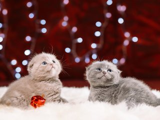 Обои кот, взгляд, малыши, котята, мех, шотландская вислоухая кошка, cat, look, kids, kittens, fur, scottish fold cat разрешение 5643x3762 Загрузить
