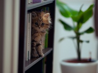 Обои кошка, книги, ben torode, дейзи, cat, books, daisy разрешение 2048x1414 Загрузить