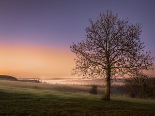 Обои небо, дерево, закат, поле, горизонт, the sky, tree, sunset, field, horizon разрешение 2048x1365 Загрузить