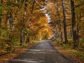 Обои дорога, деревья, природа, лес, осень, road, trees, nature, forest, autumn разрешение 3840x2160 Загрузить