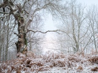 Обои деревья, природа, лес, зима, пейзаж, иней, trees, nature, forest, winter, landscape, frost разрешение 3840x2160 Загрузить