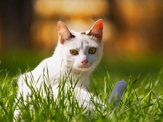 Обои фон, кот, мордочка, кошка, взгляд, травка, background, cat, muzzle, look, weed разрешение 1920x1280 Загрузить