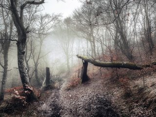 Обои природа, туман, nature, fog разрешение 3840x2160 Загрузить