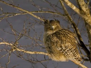 Обои япония, птица, japan, bird разрешение 4458x2508 Загрузить