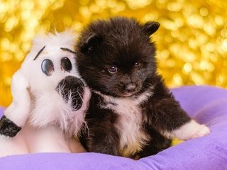 Обои черный, собака, игрушка, щенок, парочка, малыш, шпиц, black, dog, toy, puppy, a couple, baby, spitz разрешение 2560x1707 Загрузить