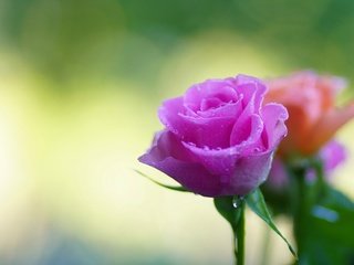 Обои цветы, фон, капли, розы, боке, flowers, background, drops, roses, bokeh разрешение 2880x1920 Загрузить