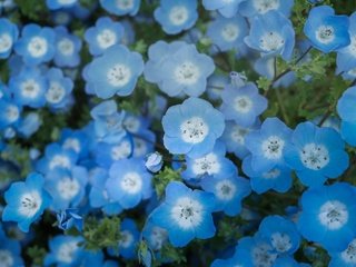 Обои цветы, голубые, немофила, flowers, blue, nemophila разрешение 4240x2384 Загрузить